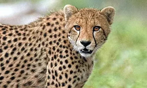 कूनो नेशनल पार्क की चीता आशा गर्भवती हो गई! DFO ने सच्चाई बताई