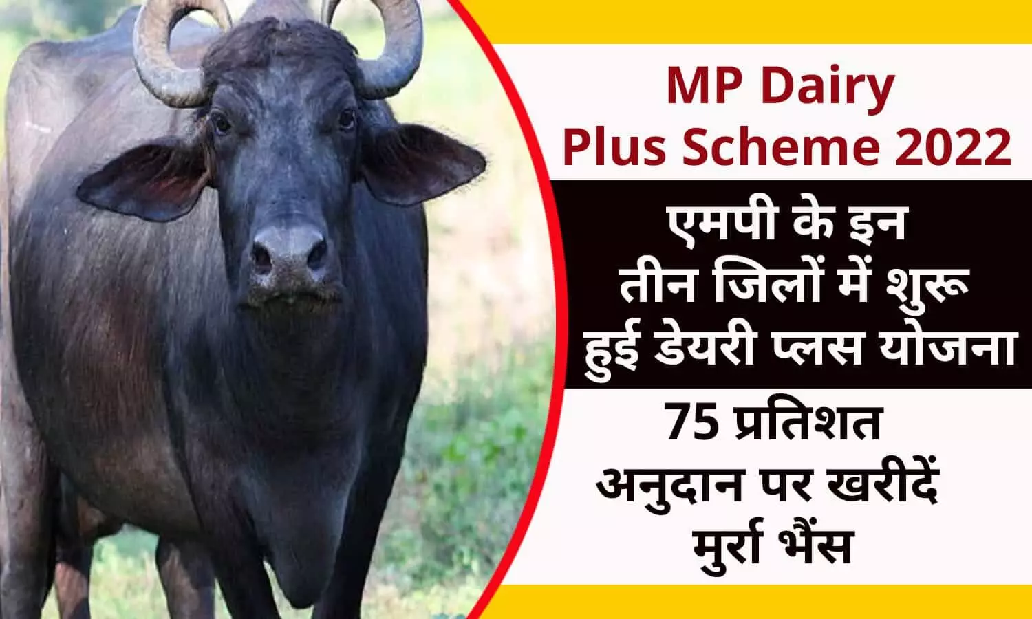 MP Dairy Plus Scheme 2022