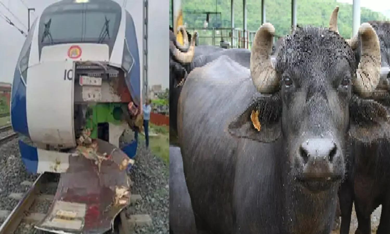 मुंबई टू गांधीनगर वंदे भारत ट्रेन भैंस से टकराई! ट्रेन का इंजन टूटकर अलग हो गया मुंबई टू गांधीनगर वंदे भारत ट्रेन भैंस से टकराई! ट्रेन का इंजन टूटकर अलग हो गया