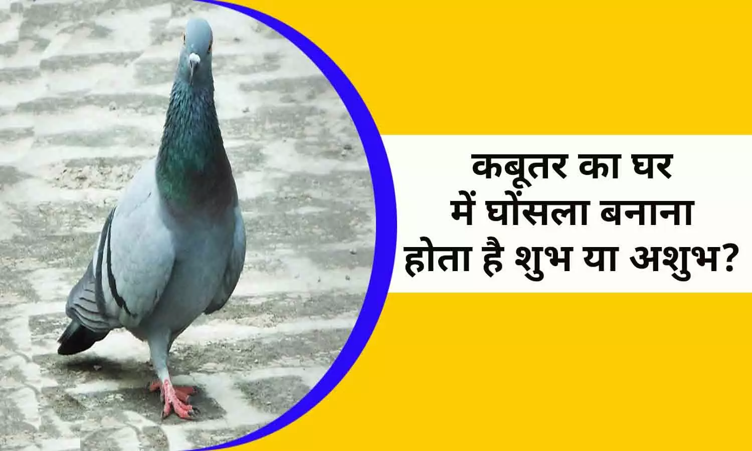 Pigeons Coming To Your House