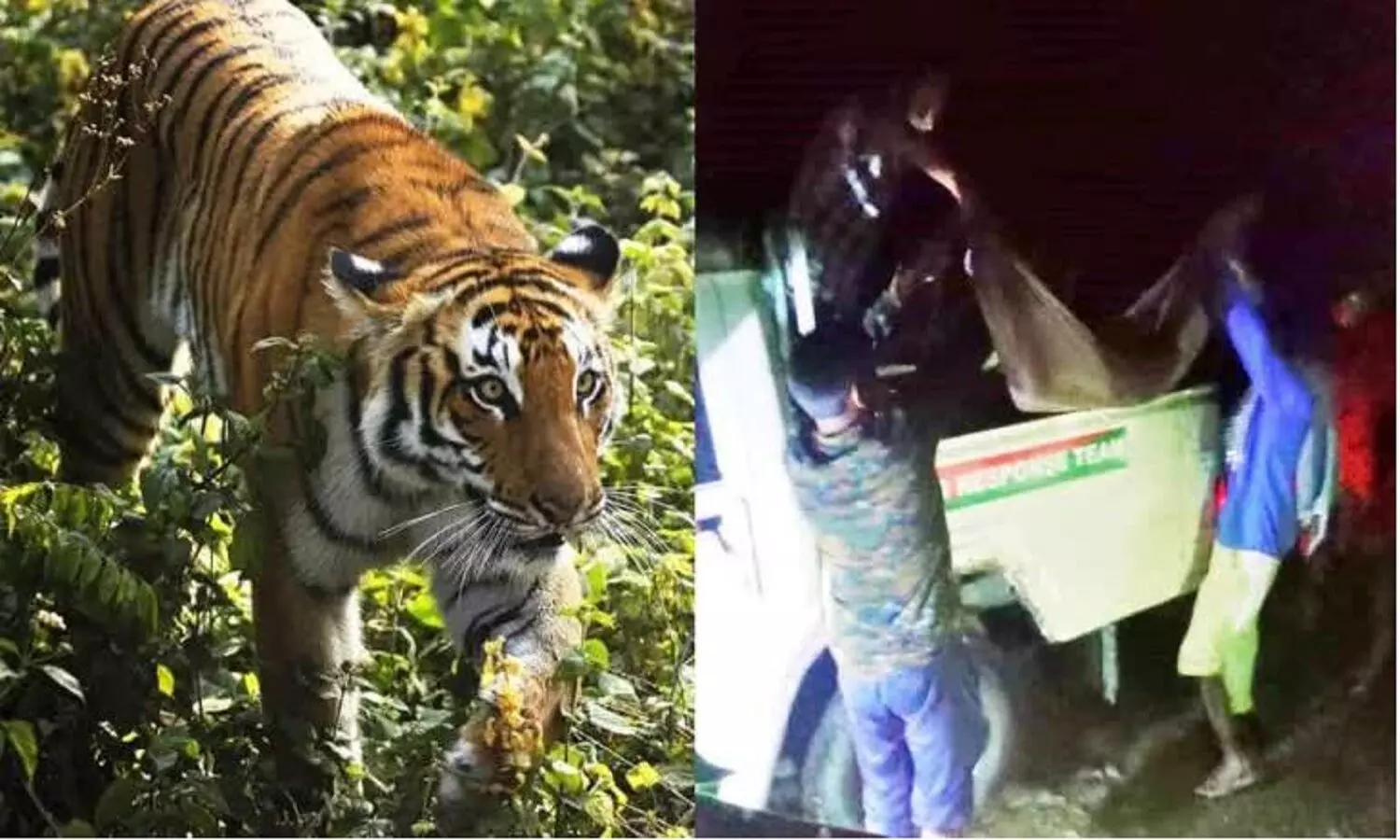 वाल्मीकि टाइगर रिजर्व का बाघ आदमखोर हो गया! 7 लोगों को मार चुका, अब वन विभाग उसे मार डालेगा
