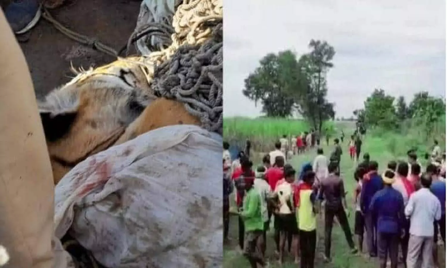 चंपारण का आदमखोर बाघ मारा गया! 9 लोगों की जान ले चुका था, 400 वनकर्मी तलाश कर रहे थे