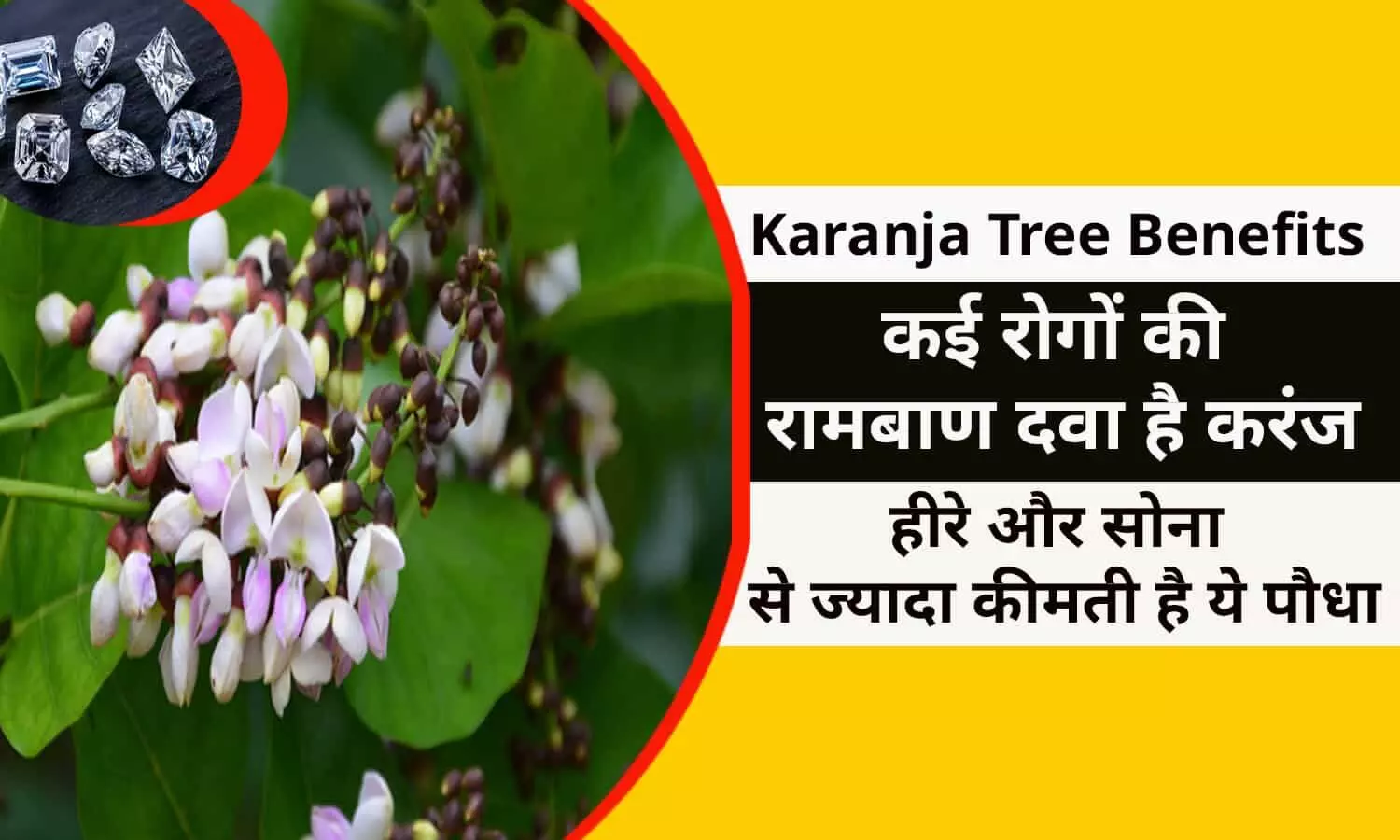 Karanja Tree Benefits in Hindi Karanja Tree Benefits in Hindi
