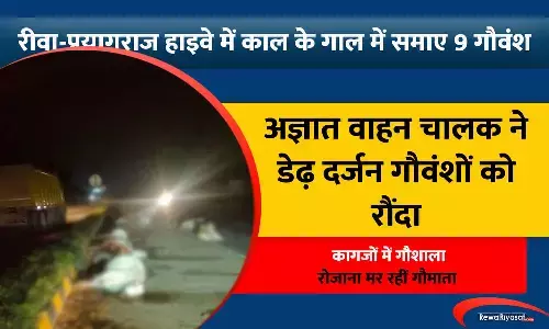 रीवा में सड़क पर बैठे 9 मवेशियों को रौंदते हुए निकल गया वाहन, गौवंशों की मौत पर स्थानियों में आक्रोश रीवा में सड़क पर बैठे 9 मवेशियों को रौंदते हुए निकल गया वाहन, गौवंशों की मौत पर स्थानियों में आक्रोश
