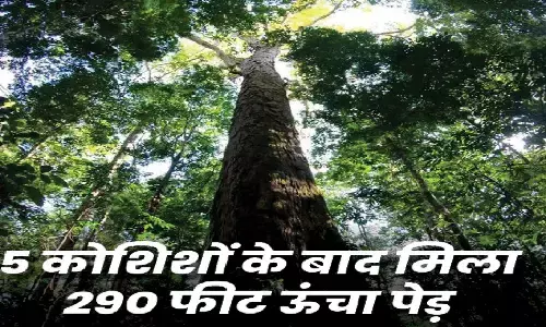 Biggest Tree In The World: अमेज़न के जंगल में मिला दुनिया का सबसे बड़ा पेड़, ऊंचाई 25 मंज़िला इमारत जितनी