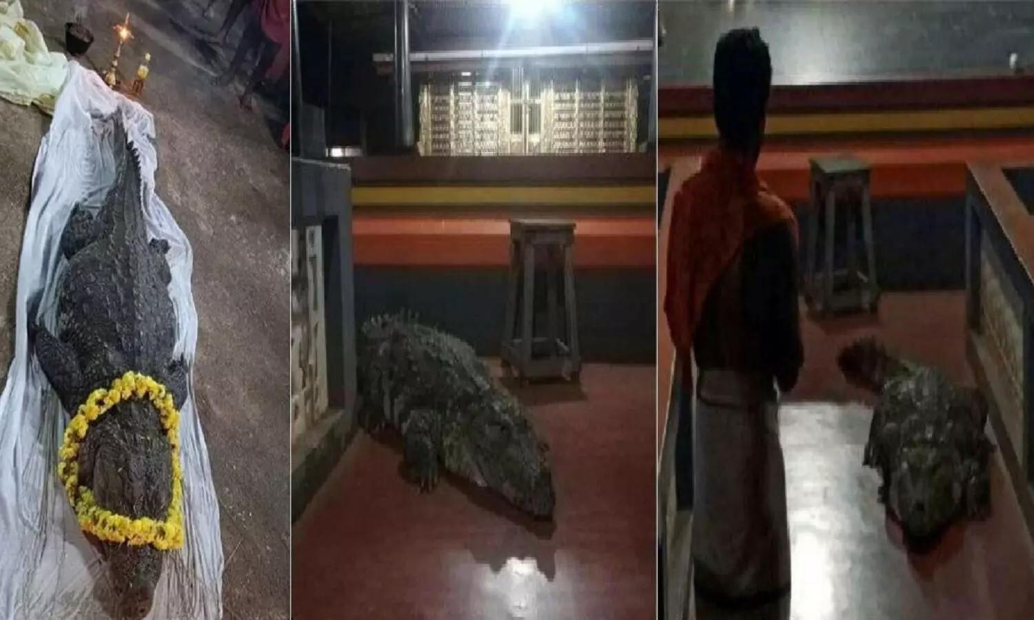 Vegetarian Crocodile Dies: शाकाहारी मगरमच्छ बाबिया की मौत! मंदिर की रखवाली करती थी, मांस नहीं खाती थी