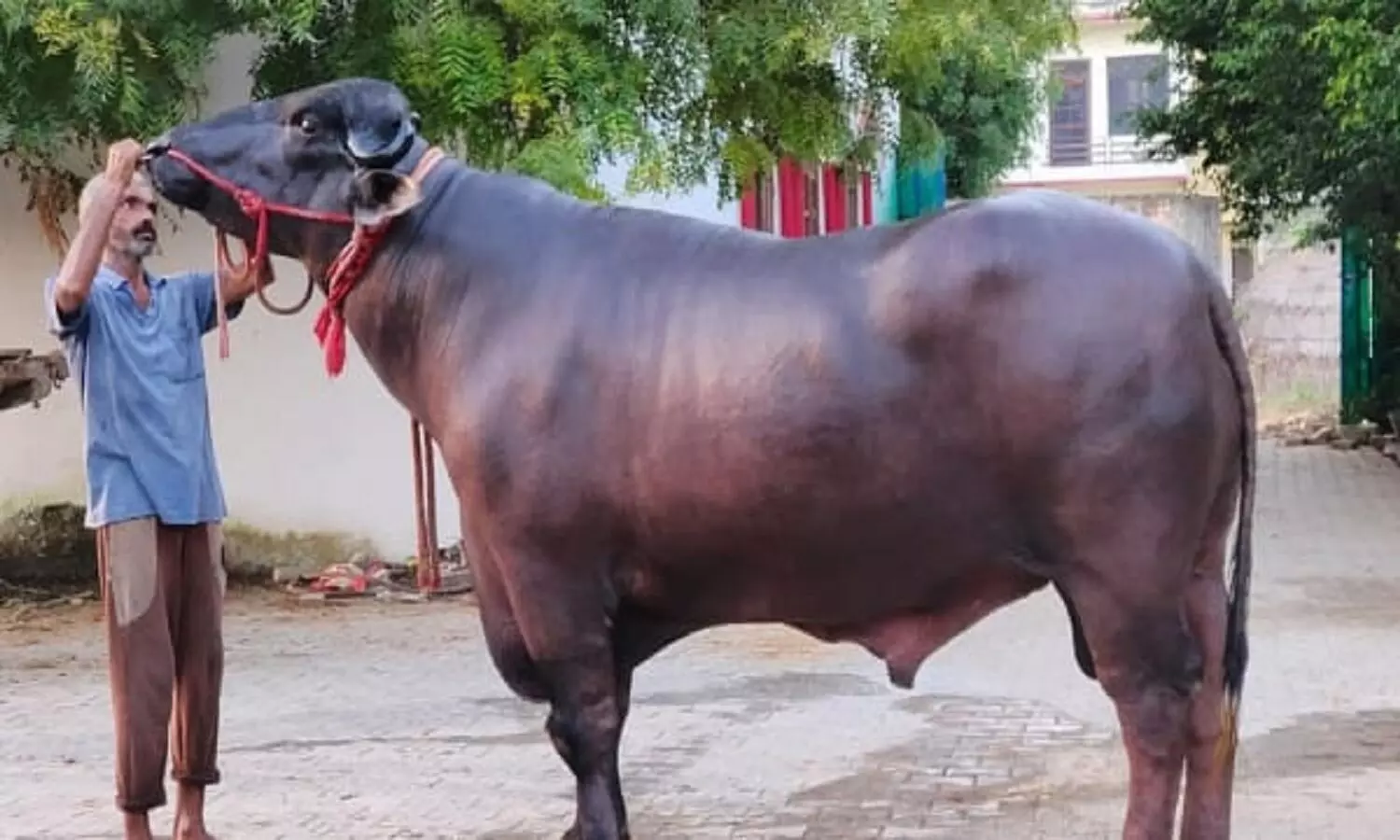 Gramoday Mela 2022 : चित्रकूट ग्रामोदय मेले में आया 10 करोड़ का भैंसा गोलू  2
