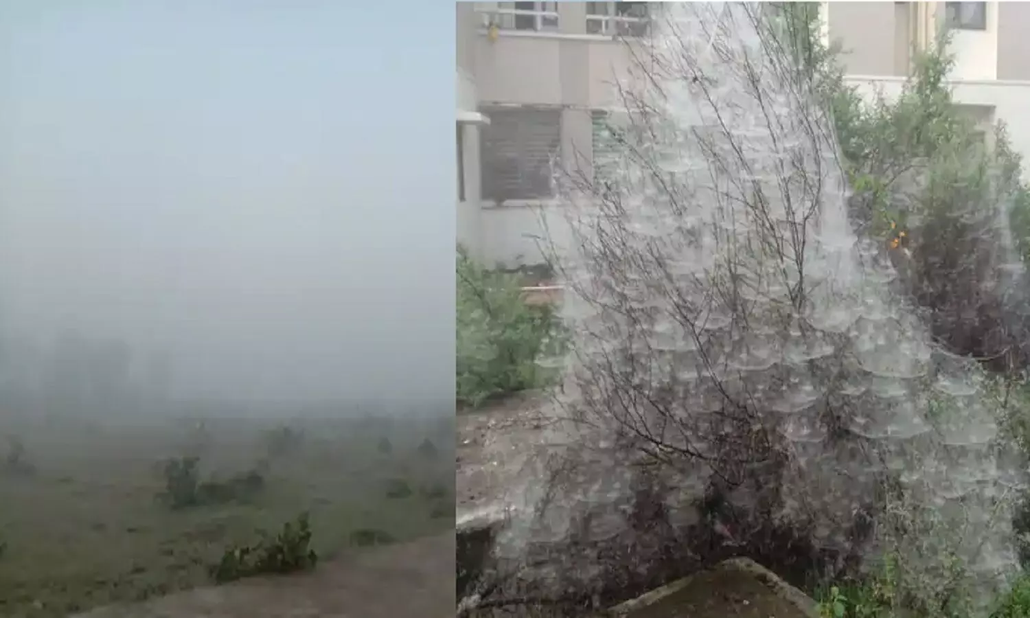 Tikamgarh fog : एमपी के इतिहास में पहली बार अक्टूबर महीने में टीकमगढ़ में छाया घना कोहरा Tikamgarh fog : एमपी के इतिहास में पहली बार अक्टूबर महीने में टीकमगढ़ में छाया घना कोहरा