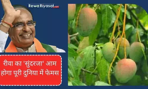 Rewa Sundarja Mango News