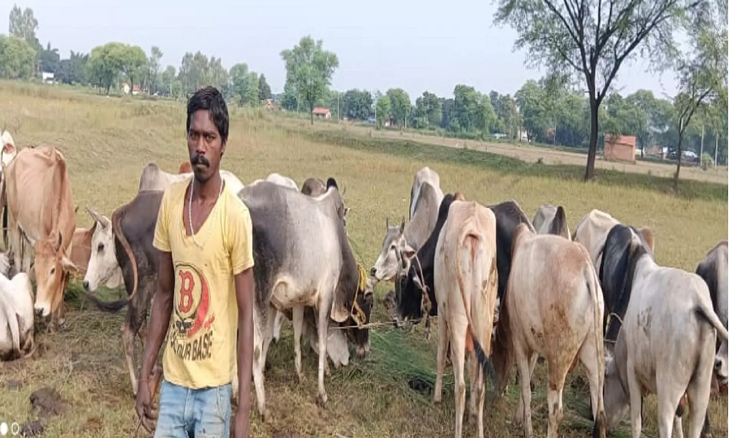 REWA: 90 गोवशों की तस्करी कर रहे थे, रायपुर कर्चुलियान में पकड़े गए