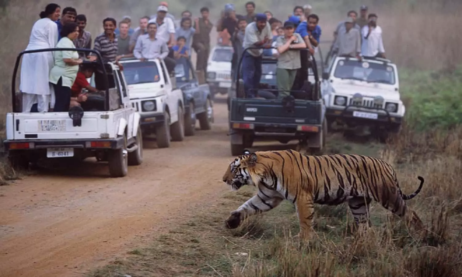 Bandhavgarh Tiger Reserve News