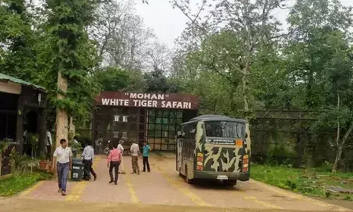 दिवाली की छुट्टियों में व्हाइट टाइगर सफारी घूमने जाने वालों के लिए जरूरी खबर, इतने दिन रहेगा बंद