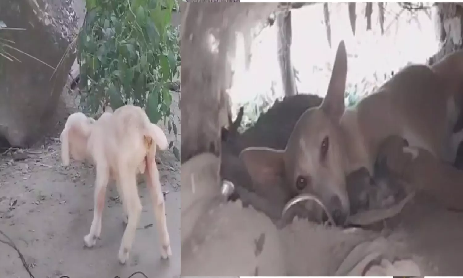 डॉगी ने बकरे के बच्चे को दिया जन्म! देखें हैरान करने वाला वीडियो