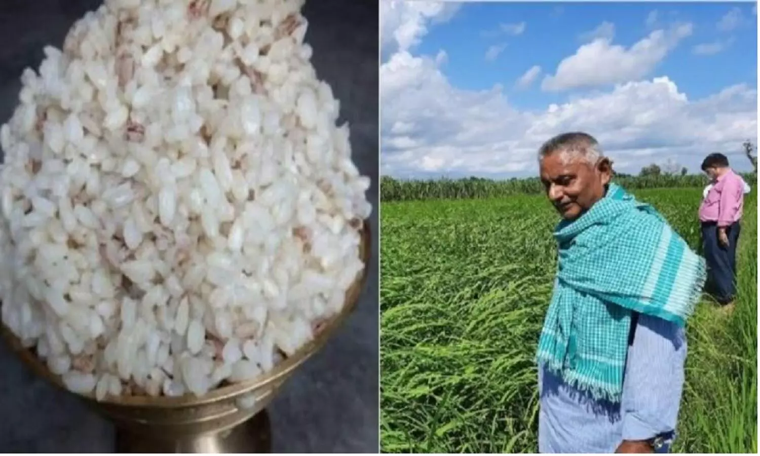 ठंडे पानी में पकने वाला चावल जो होता है शुगर फ्री, किसान इस Magic Rice की खेती कर मोटी कमाई कर रहे