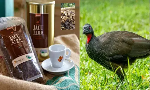Jacu Bird Coffee: चिड़िया की पॉटी से बनती है दुनिया की सबसे महंगी कॉफी! कीमत जान लो Jacu Bird Coffee: चिड़िया की पॉटी से बनती है दुनिया की सबसे महंगी कॉफी! कीमत जान लो