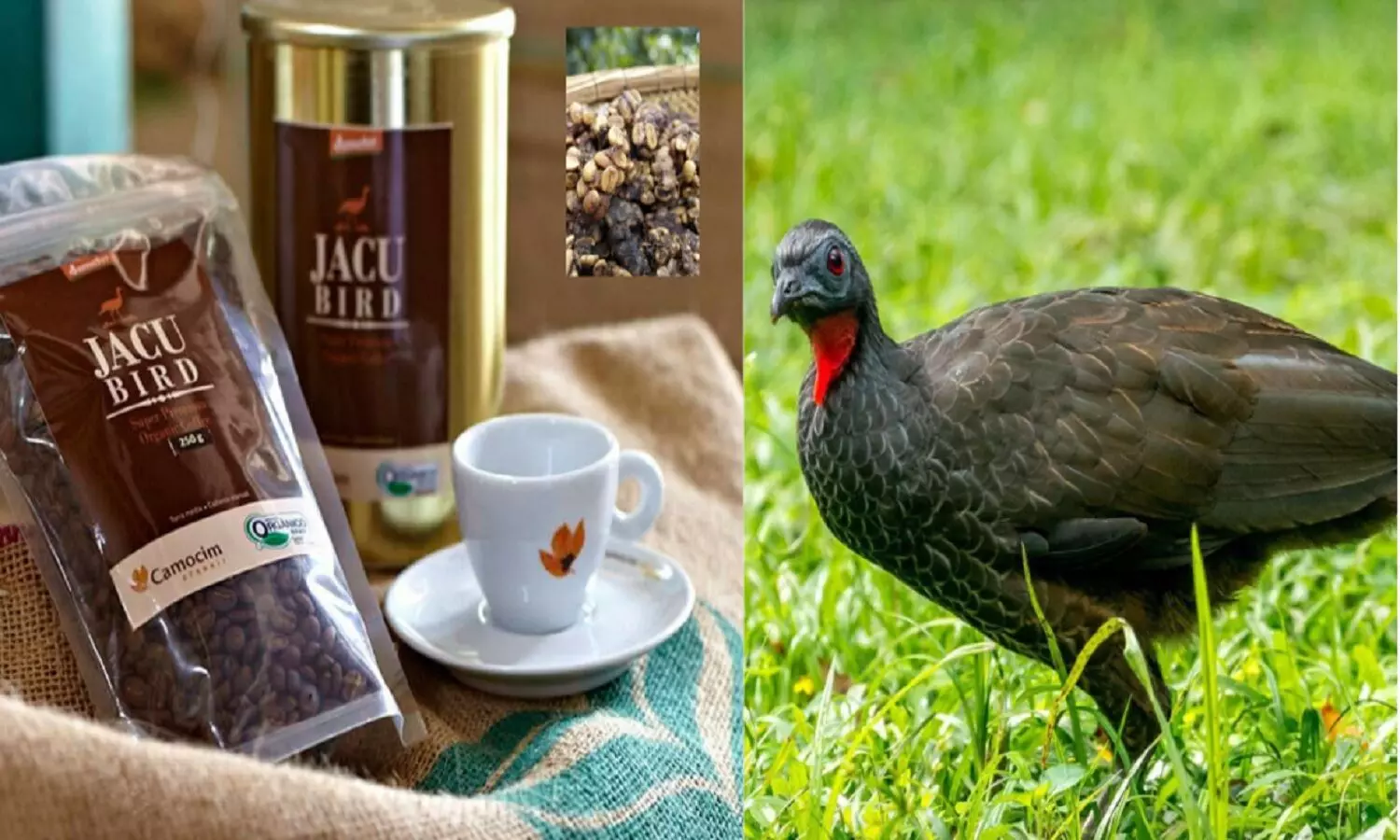 Jacu Bird Coffee: चिड़िया की पॉटी से बनती है दुनिया की सबसे महंगी कॉफी! कीमत जान लो