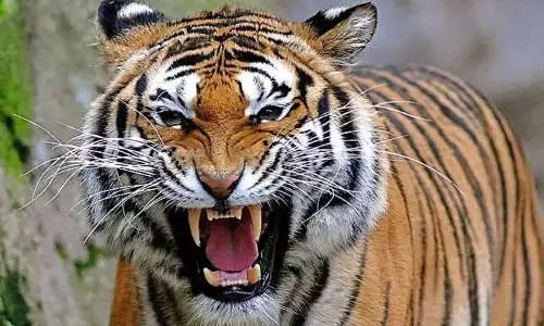 9 साल की बच्ची पर बाघ ने किया हमला