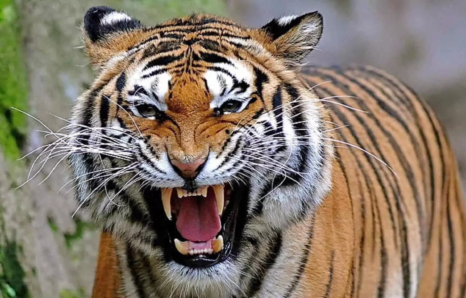 9 साल की बच्ची पर बाघ ने किया हमला