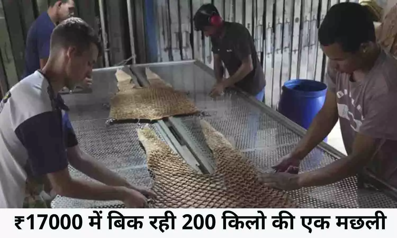 Single Fish In 17 Thousand Rupees: ₹17000 में बिक रही 200 किलो की एक मछली