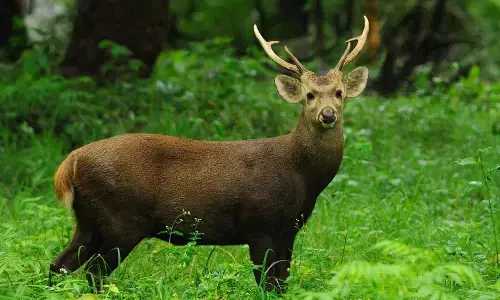 Rewa Mukundpur Zoo News