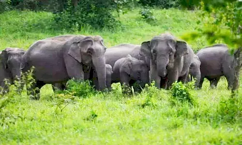 MP News: मध्यप्रदेश में कर्नाटक से लाए जाएंगे 15 हाथी, एसटीआर टीम तैयार MP News: मध्यप्रदेश में कर्नाटक से लाए जाएंगे 15 हाथी, एसटीआर टीम तैयार