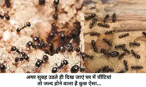 Vastu Tips: बिस्तर से सुबह उठते ही दिख जाएं चीटियां तो ये खबर पढ़ हिल जाएंगे आप? जानिए