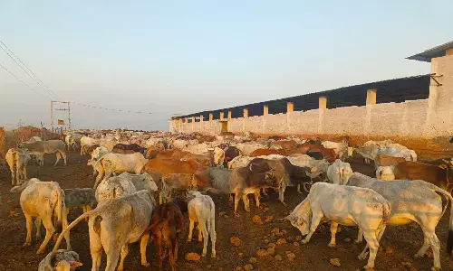 मध्य प्रदेश: रीवा के हिनौती पंचायत में बनेगा एशिया का दूसरा सबसे बड़ा गो-अभ्यारण