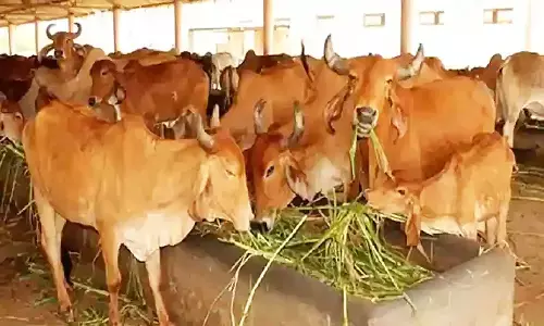 MP Pashupalan Loan Yojana: मध्यप्रदेश पशुपालन लोन योजना क्या है, कैसे लें लाभ जान लें