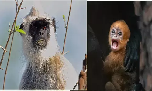 कभी सोचा है बंदर लंगूर से क्यों डरते हैं?