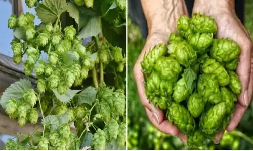 दुनिया की सबसे महंगी सब्जी Hopshoots जो 85 हज़ार रुपए किलो मिलती है