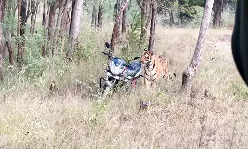 MP News: दो शावकों के साथ अचानक सामने आ गई बाघिन, जान बचाने भागे डिप्टी रेंजर और चौकीदार