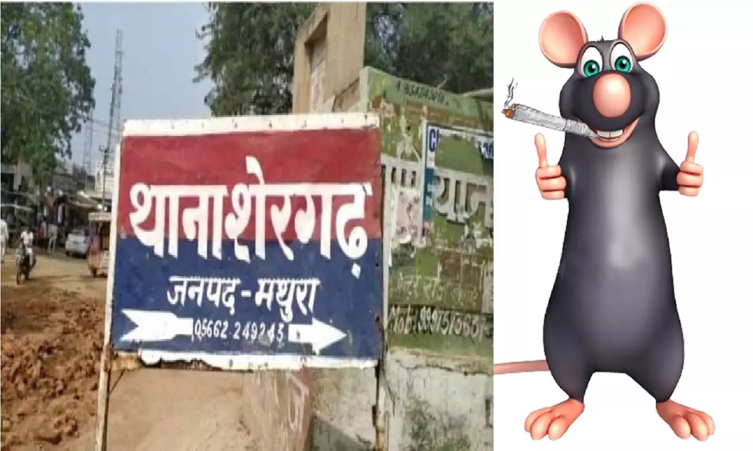उत्तर प्रदेश: मथुरा में चूहे खा गए 586 किलो गांजा, 60 लाख रुपए कीमत थी