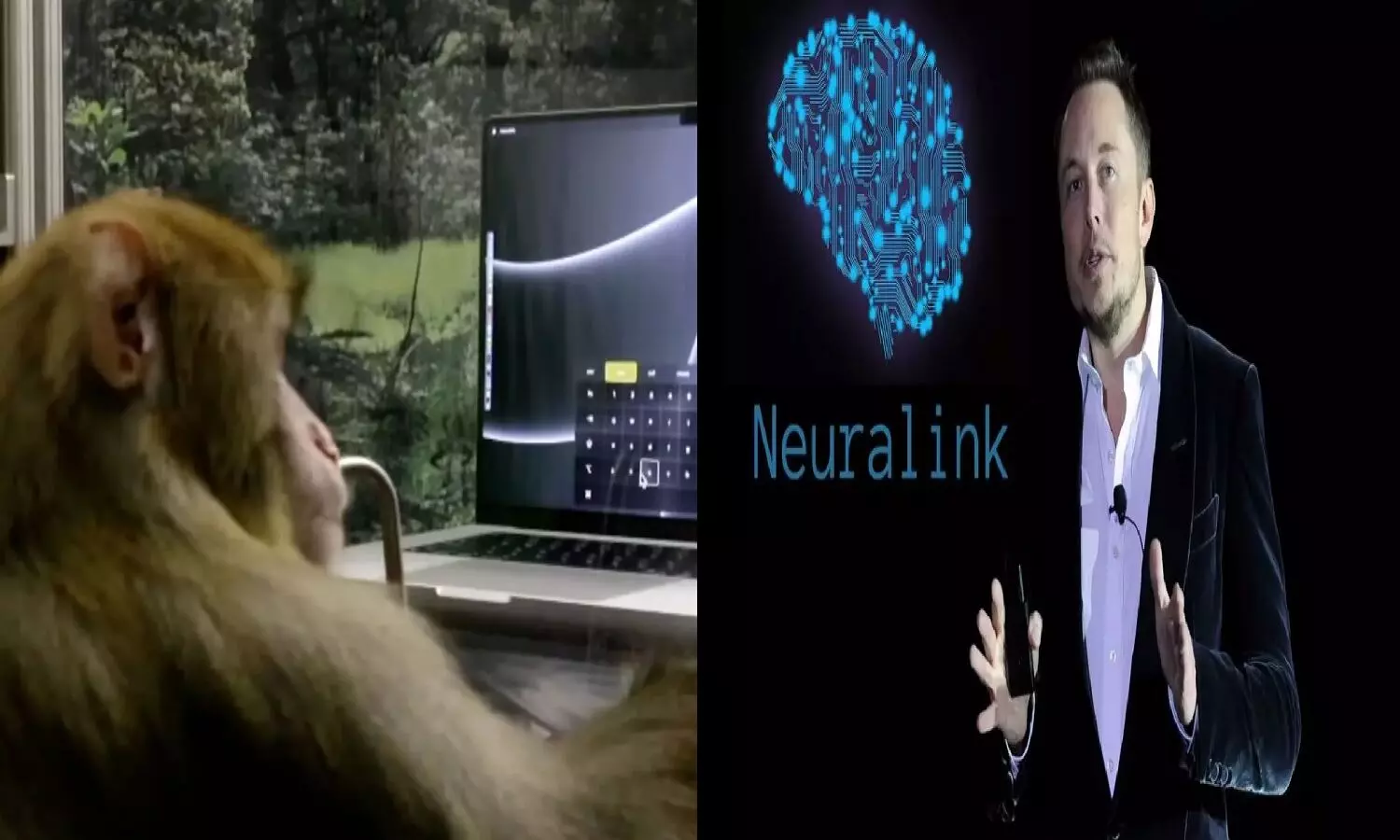 एलन मस्क की Neuralink का कमाल, बंदर से करवा दी कंप्यूटर टाइपिंग