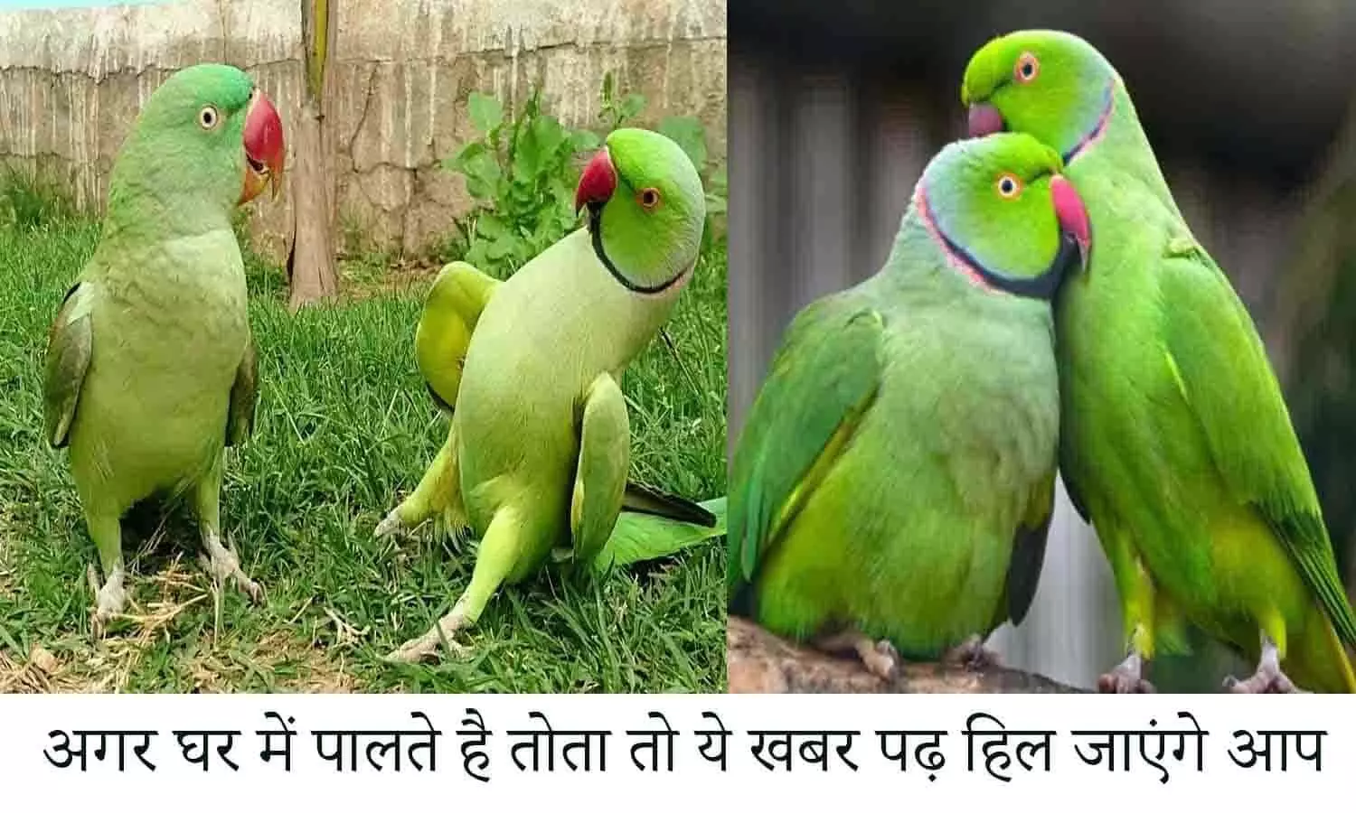 green parrot vastu