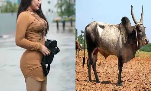 महिला को हुआ सांड से प्यार, जल्द लेने जा रही 7 फेरे