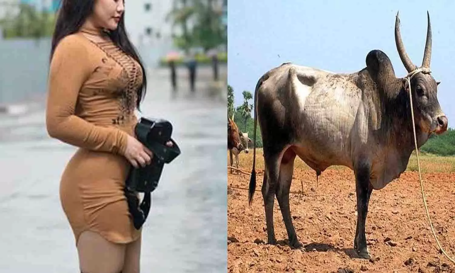 महिला को हुआ सांड से प्यार, जल्द लेने जा रही 7 फेरे महिला को हुआ सांड से प्यार, जल्द लेने जा रही 7 फेरे