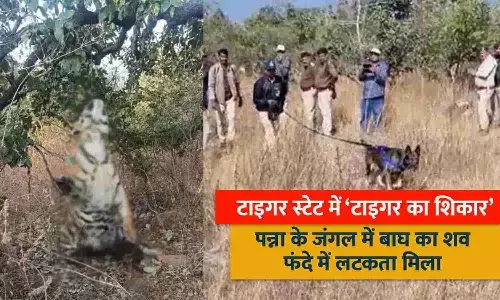 टाइगर का फंदे में झूलता शव मिला