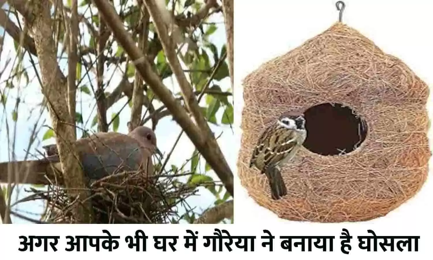 Sparrow Birds Nest