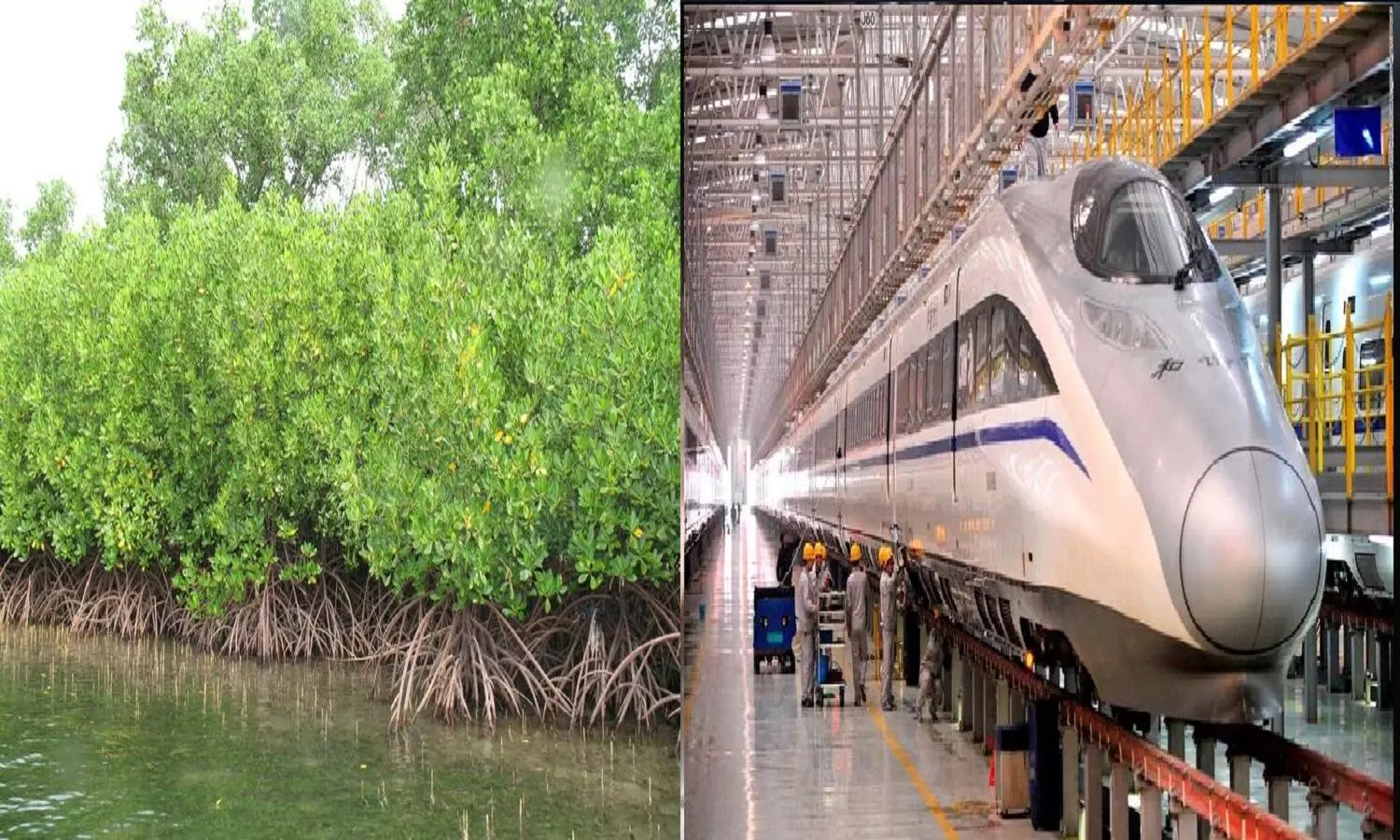 बुलेट ट्रेन प्रोजेक्ट के लिए काटे जा रहे 20,000 मैंग्रोव पेड़! बॉम्बे हाईकोर्ट ने इजाजत देदी