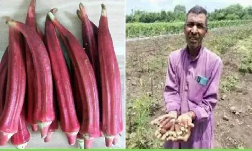 भोपाल के मिश्रीलाल राजपूत, जिन्होंने  लाल भिंडी, नीले आलू और काले चावल उगाकर लाखों की कमाई कर डाली