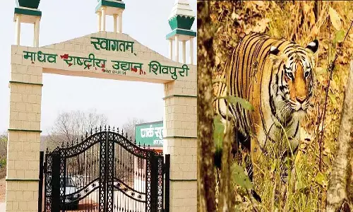 एमपी के शिवपुरी में प्रदेश का सातवां टाइगर रिजर्व तैयार, छोड़े जाएंगे तीन बाघ