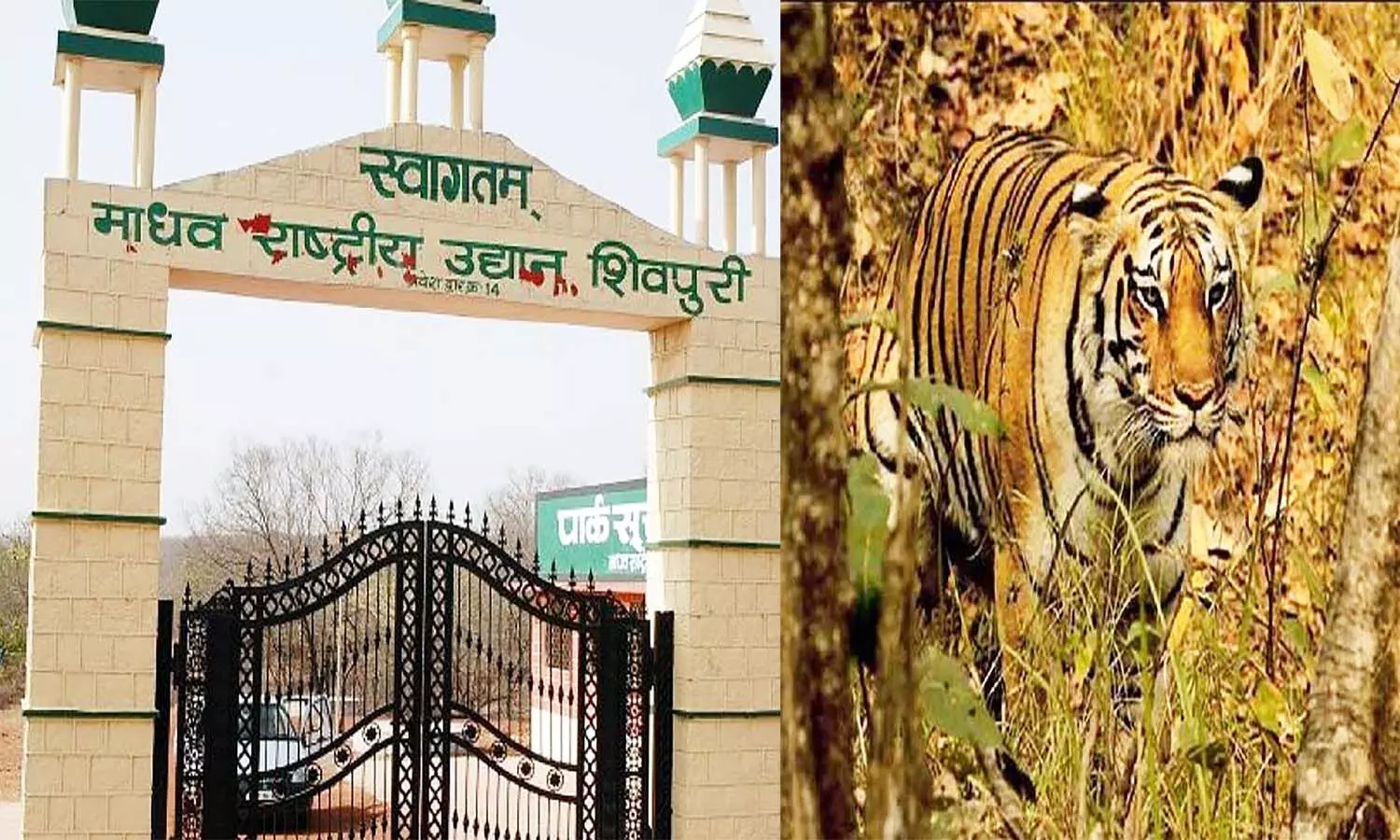 एमपी के शिवपुरी में प्रदेश का सातवां टाइगर रिजर्व तैयार, छोड़े जाएंगे तीन बाघ