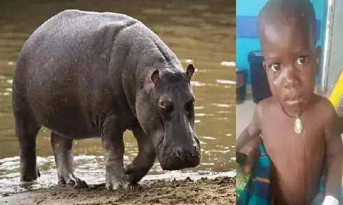 युगांडा में 2 साल के बच्चे को हिप्पो ने निगल लिया! 5 मिनट बाद उगला