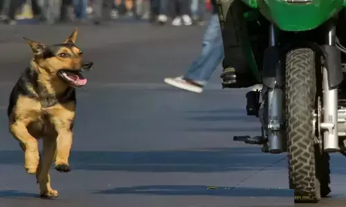 रात में कुत्ते बाइक चलाते समय नहीं भौकेंगे बस करें यह काम रात में कुत्ते बाइक चलाते समय नहीं भौकेंगे बस करें यह काम