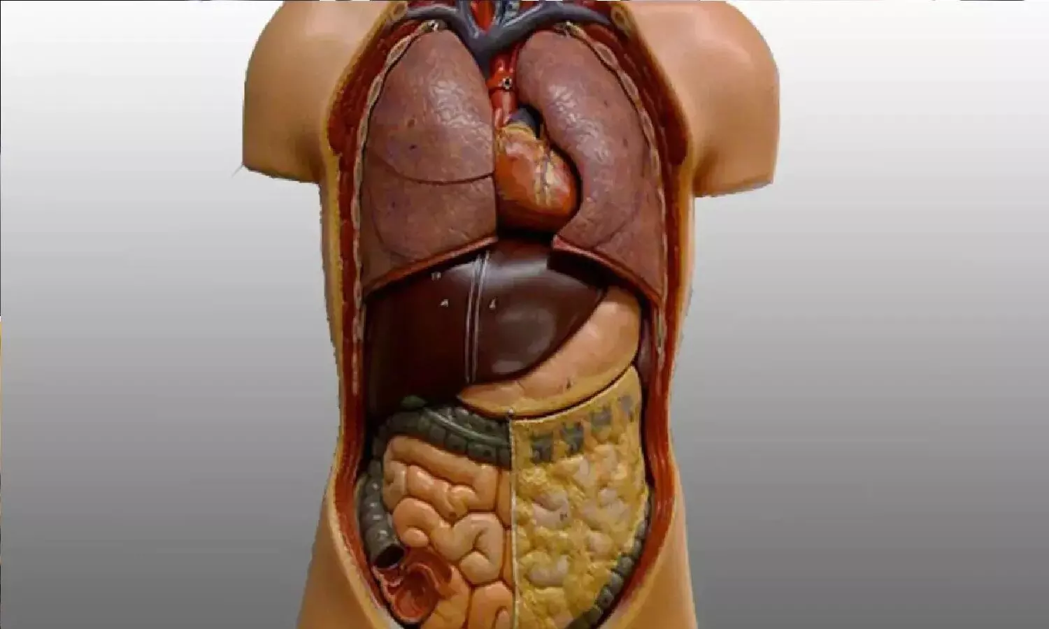 How To Detox Internal Organs: शरीर के अंदर जमा कचरा बाहर निकालने का तरीका जान लो