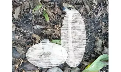 rewa mp news rewa mp news