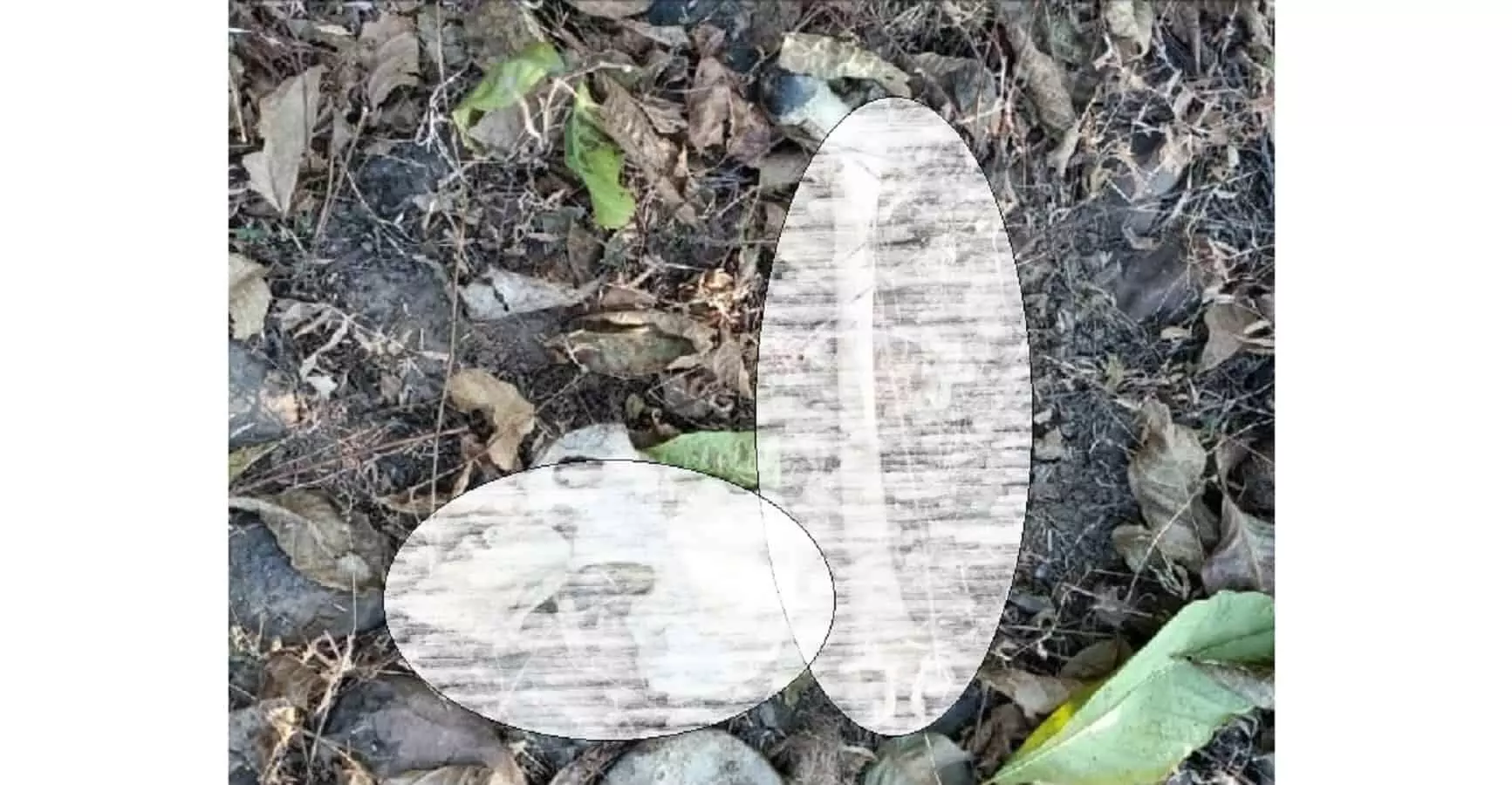 rewa mp news rewa mp news