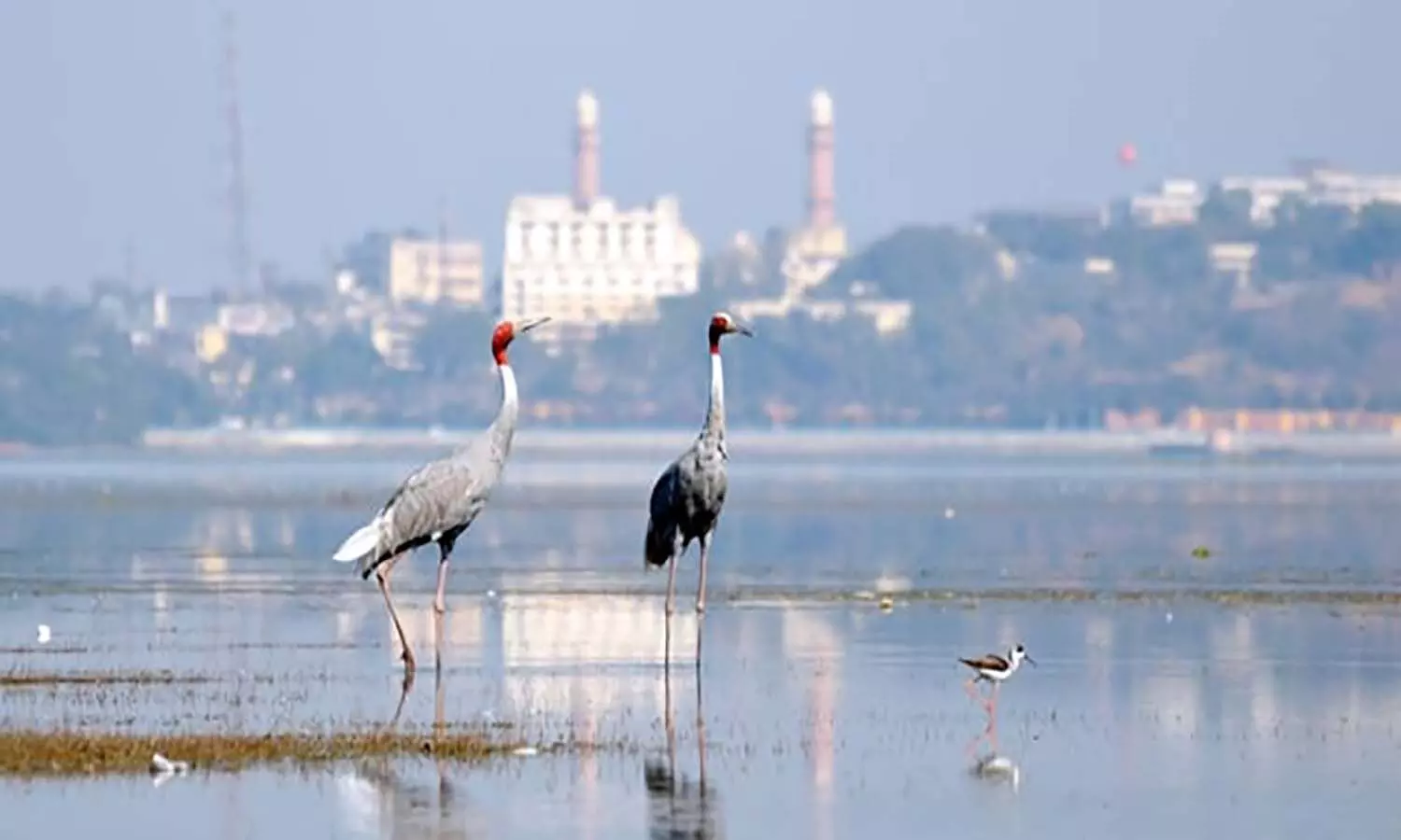 एमपी के भोपाल में बड़े तालाब के आसपास बनेगा पक्षी विहार, प्रस्ताव तैयार एमपी के भोपाल में बड़े तालाब के आसपास बनेगा पक्षी विहार, प्रस्ताव तैयार