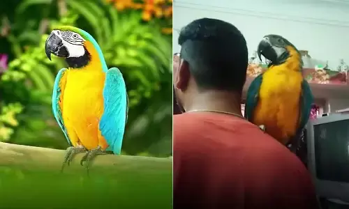 एमपी के इंदौर में 2 लाख के लावारिस तोते को लेकर मचा हंगामा, ले गई वन विभाग की टीम एमपी के इंदौर में 2 लाख के लावारिस तोते को लेकर मचा हंगामा, ले गई वन विभाग की टीम