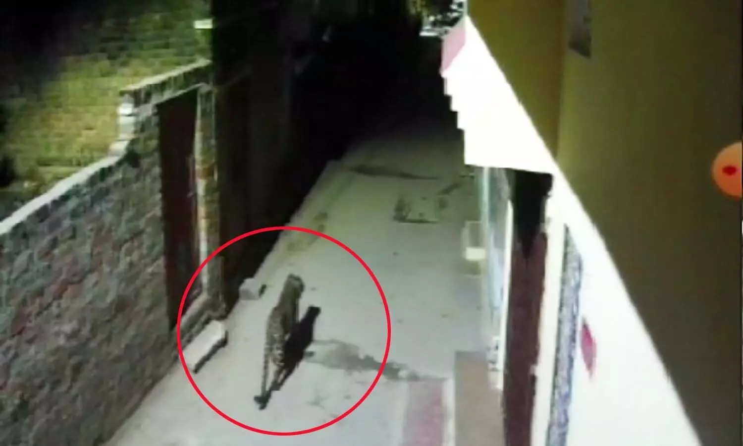 एमपी ग्वालियर के रिहायशी इलाके में नजर आया तेंदुआ, लोगों में दहशत एमपी ग्वालियर के रिहायशी इलाके में नजर आया तेंदुआ, लोगों में दहशत